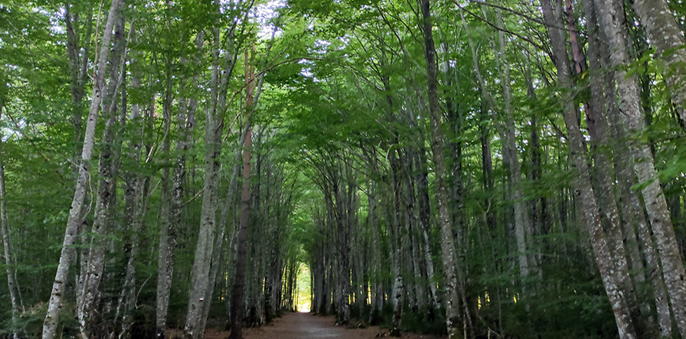 maderas ederra Certificaciones